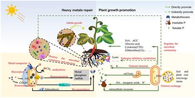 Phosphate solubilizing microorganism: a green measure to effectively control and regulate heavy metal pollution in agricultural soils